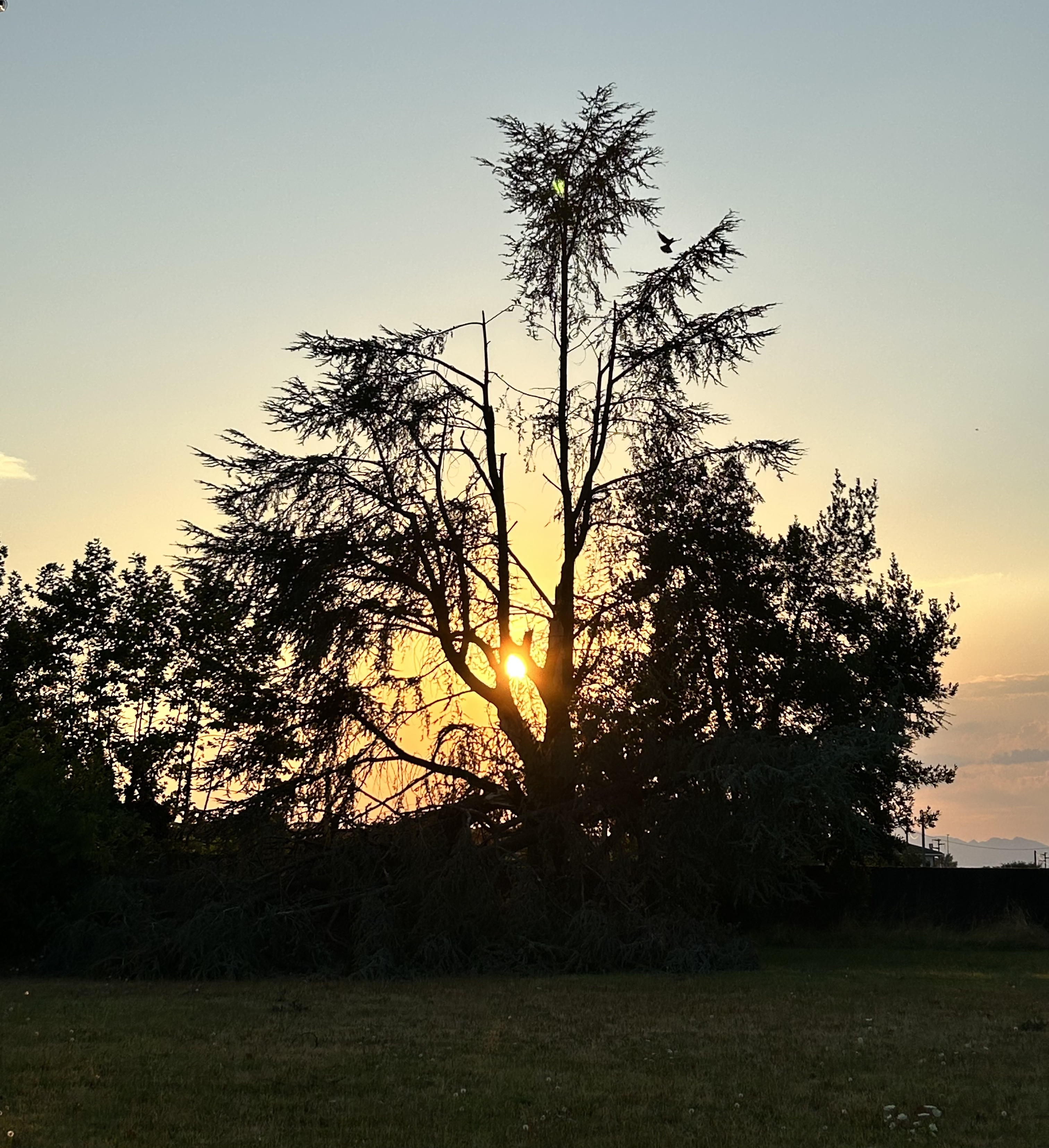 Nonno Cedro after the storm